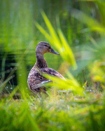 A beaituful adult female mallard duck whimming in the river. A typical wildlife scenery in summer.の写真素材