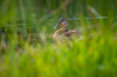 A beaituful adult female mallard duck whimming in the river. A typical wildlife scenery in summer in Latvia, Europe.の写真素材