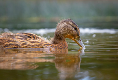 A beautiful, curious young duckling swimming in the river during summer day. A typical seasonal scenery of wild birds in Latvia, Europe.の写真素材