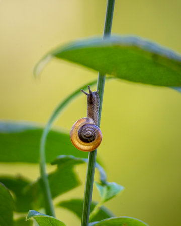 A beautiful small garden snail living in the yard during summer day. A seasonal scenery of Latvia, Europe.の写真素材