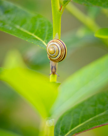 A beautiful small garden snail living in the yard during summer day. A seasonal scenery of Latvia, Europe.の写真素材