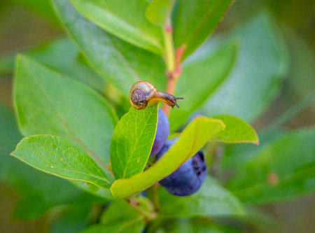 A beautiful small garden snail living in the yard during summer day. A seasonal scenery of Latvia, Europe.の写真素材
