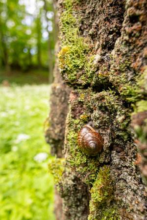 A beautiful small garden snail living in the yard during summer day. A seasonal scenery.の写真素材