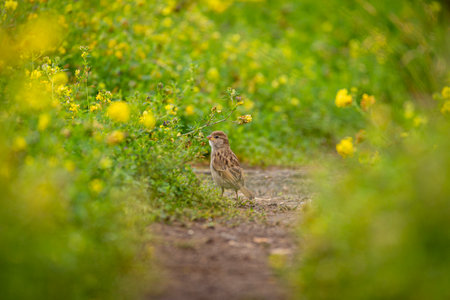A beautiful portrait of a common house sparrow in a garden during summer day. Seasonal scenery with bird in Latvia, Europe.の写真素材