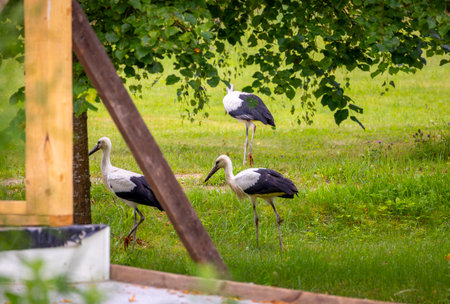 Beautiful white storks, adult and young, gathering in the meadow for winter migration. A late summer scenery in Latvia, Europe.の写真素材