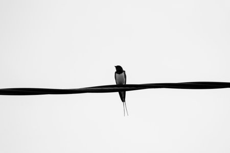 A beautiful barn swallow sitting on an electricity wire during overcast summer day. A late summer scenery with local birds in Latvia, Europe.の写真素材