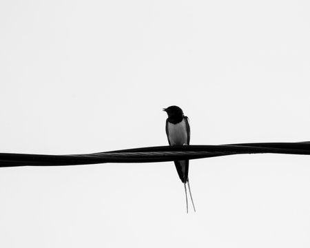 A beautiful barn swallow sitting on an electricity wire during overcast summer day. A late summer scenery with local birds in Latvia, Europe.の写真素材