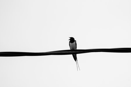 A beautiful barn swallow sitting on an electricity wire during overcast summer day. A late summer scenery with local birds in Latvia, Europe.の写真素材