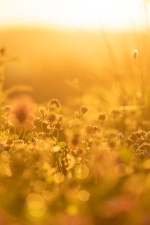 A beautiful white clover flowers blooming in the meadow during golden summer sunrise. Seasonal scenery in Latvia, Europe.の写真素材