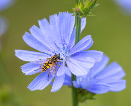 A beautiful bee feeding in wild chicory flowers in the summer meadow. Seasonal scenery of rural...