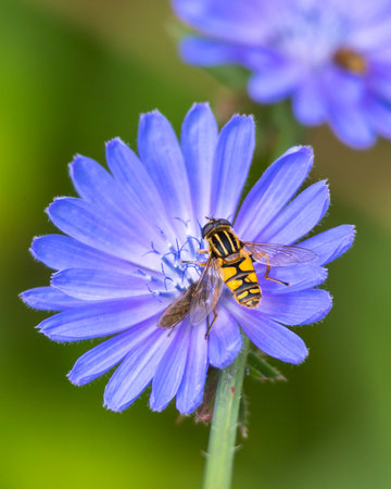 A beautiful bee feeding in wild chicory flowers in the summer meadow. Seasonal scenery of rural...
