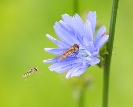 A beautiful bee feeding in wild chicory flowers in the summer meadow. Seasonal scenery of rural...
