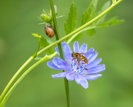 A beautiful bee feeding in wild chicory flowers in the summer meadow. Seasonal scenery of rural...