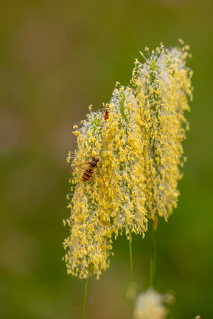 A beautiful bee feeding on a summer flower in a meadow. A seasonal scenery of Latvia, Europe.