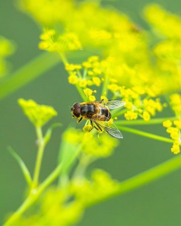A beautiful bees feeding in a summer flowers in a meadow. A seasonal scenery of Latvia, Europe.