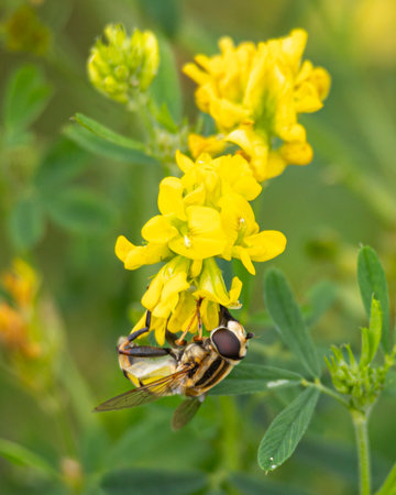 A beautiful bees feeding in a summer flowers in a meadow. A seasonal scenery of Latvia, Europe.