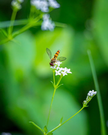 A beautiful bees feeding in a summer flowers in a meadow. A seasonal scenery of Latvia, Europe.