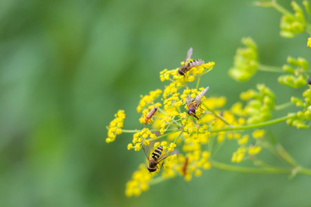 A beautiful insects feeding in a summer flowers in a meadow. A seasonal scenery of Latvia, Europe.