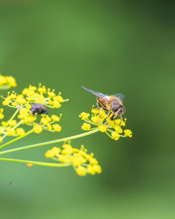 A beautiful bee feeding in summer flowers in a meadow. A seasonal scenery of Latvia, Europe.