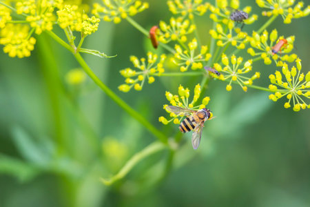 A beautiful bees feeding in a summer flowers in a meadow. A seasonal scenery of Latvia, Europe.