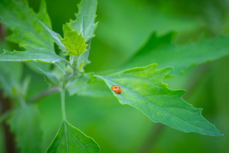 A beautiful summer garden scenery of colorful bug sitting on a garden plants. Seasonal scenery of...