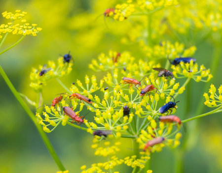 A beautiful summer garden scenery of colorful bug sitting on a garden plants. Seasonal scenery of rural Latvia, Europe.の写真素材