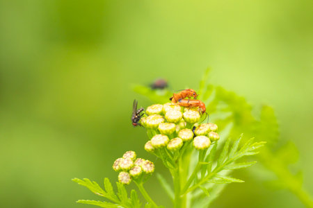 A beautiful summer garden scenery of colorful bug sitting on a garden plants. Seasonal scenery of...