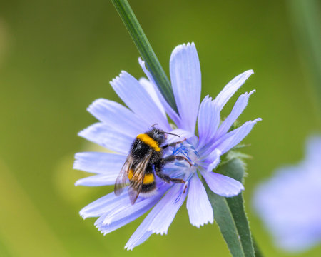 A beautiful bumblebee feeding in a blue wild chicory flower during summer day. Seasonal scenery of...