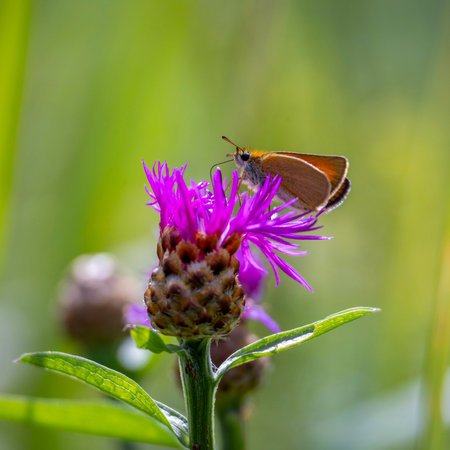A beautiful small orange butterfly feeding on flowers in a meadow during summer day. A seasonal...