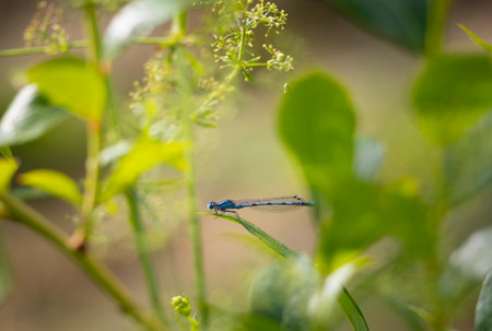 A colorful damselfly sitting on the reeds near a river during summer day. A seasonal summer scenery...