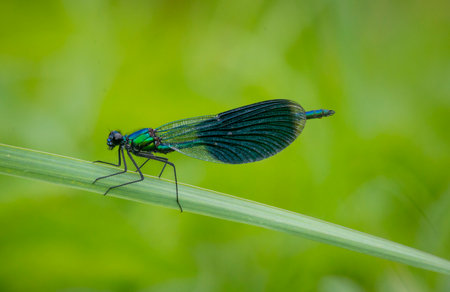 A colorful damselfly sitting on the reeds near a river during summer day. A seasonal summer scenery...