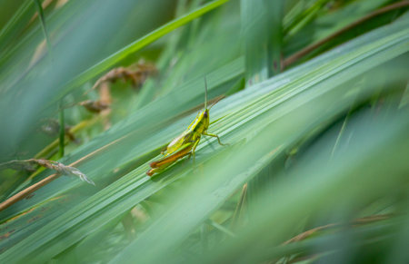 A beautiful green grasshopper siiiting on a garden plant. A seasonal summer scenery of rural Latvia,...