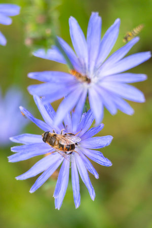 A beautiful honey bee feeding on wild flowers in a summer meadow. A seasonal scenery with insects in...