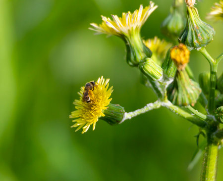 A beautiful honey bee feeding on wild flowers in a summer meadow. A seasonal scenery with insects in...