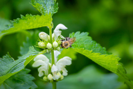 A beautiful honey bee feeding on wild flowers in a summer meadow. A seasonal scenery with insects in...