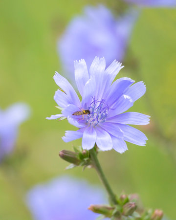 A beautiful close-up of insects feeding in a summer garden. A seasonal scenery of rural Latvia,...