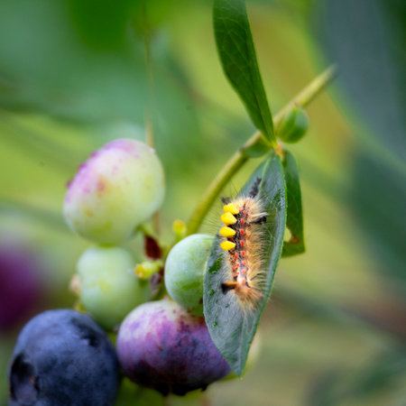 A beautiful close-up of insects feeding in a summer garden. A seasonal scenery of rural Latvia, Europe.の写真素材