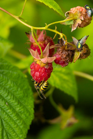 A beautiful close-up of insects feeding in a summer garden. A seasonal scenery of rural Latvia,...