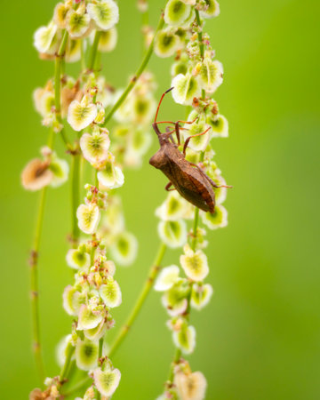 A beautiful, colorful bug sitting on a flower in summer meadow. Seasonal scenery of rural Latvia,...