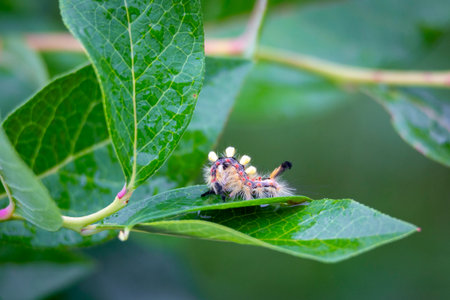 A beautiful close-up of insects feeding in a summer garden. A seasonal scenery of rural Latvia,...