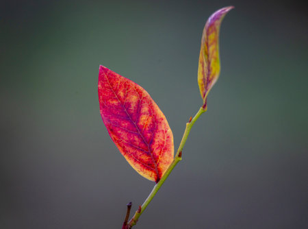 A beautiful close-up of fresh, healthy blueberry bush leaves in a summer garden. A seasonal scenery...