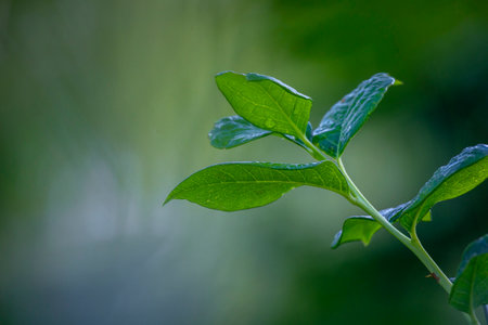 A beautiful close-up of fresh, healthy blueberry bush leaves in a summer garden. A seasonal scenery...