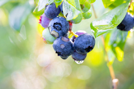 A beautiful sunny close-up of ripe blueberries growing in a biological farm. A seasonal scenery of rural Latvia, Europe.の写真素材