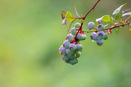A beautiful blueberry bush with unripe berries and fresh green leaves. A seasonal scene of rural...