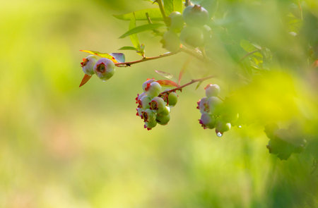 A beautiful blueberry bush with unripe berries and fresh green leaves. A seasonal sceneru of rural farm in summer in Latvia, Europe.の写真素材