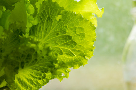 Fresh, green salad leaves growing in a greenhouse. Seasonal scenery of rural farm in Latvia, Europe.