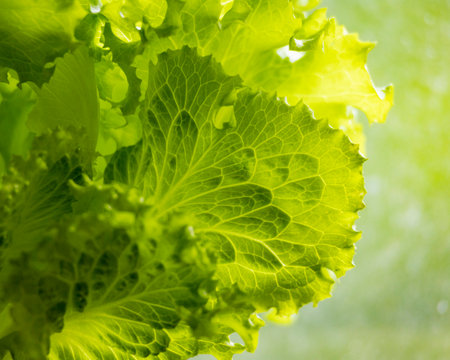 Fresh, green salad leaves growing in a greenhouse. Seasonal scenery of rural farm in Latvia, Europe.の写真素材