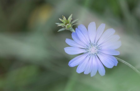 A beautiful blue wild chicory flowers blooming in a summer meadow. A seasonal scenery of rural...