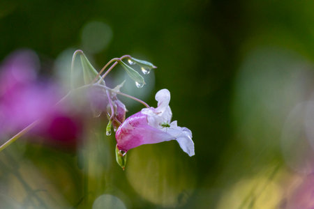 A beautiful close-up of a pink Himalayan Balsam flower blooming in a summer meadow. A seasonal...