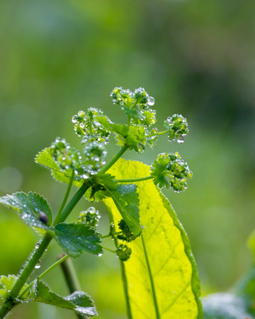 A beautiful close-up of fresh plants growing in a summer meadow. A seasonal scenery of rural Latvia,...